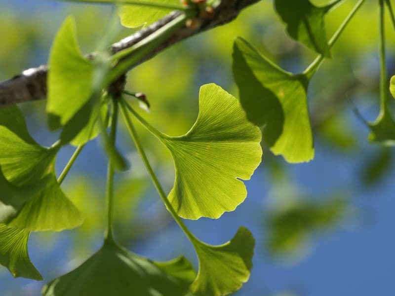 Ginkgo Hero