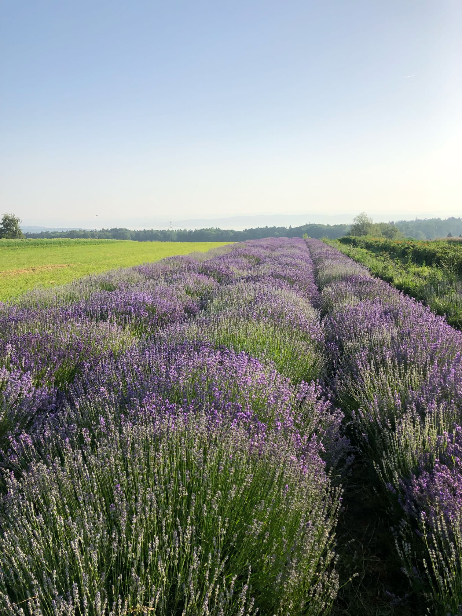 Lavendel (Lavandula angustifolia)
