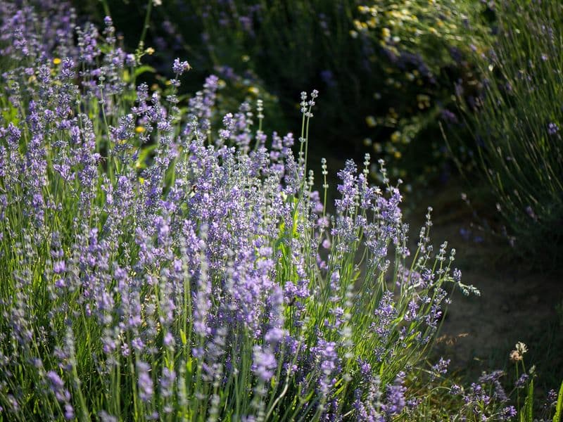 Lavandula Gallery 01