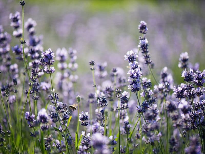 Lavandula Gallery 02