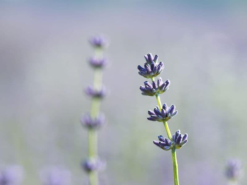 Lavandula Gallery 03