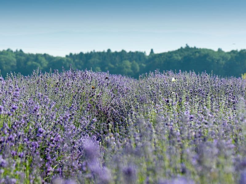 Lavandula Gallery 04