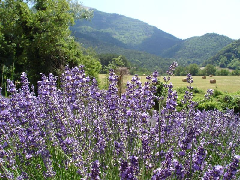 Lavandula Gallery 07