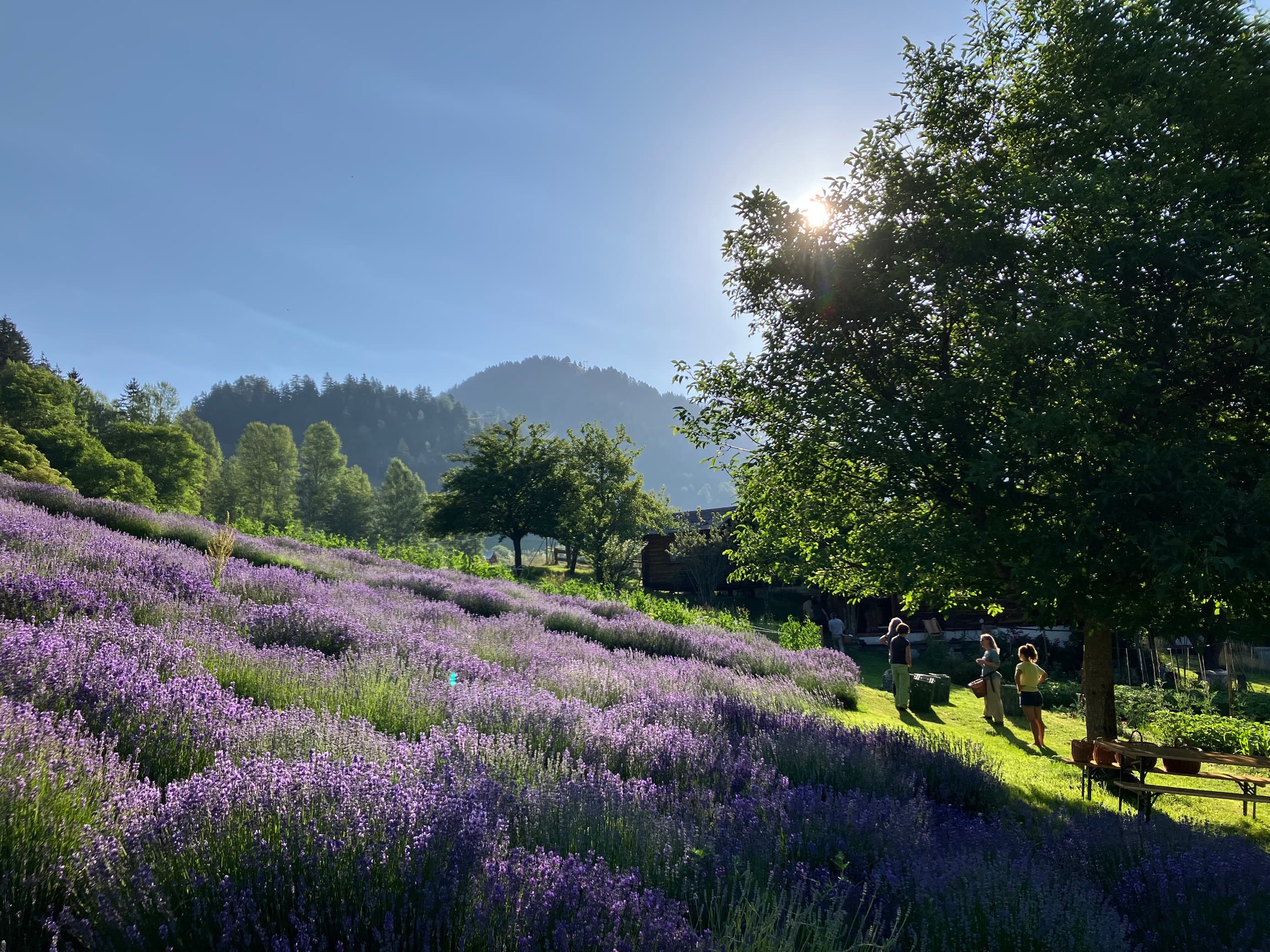 Sonnenbeschienenes Lavendelfeld mit drei Menschen, die am Rand des Feldes neben einem großen Baum stehen, im Hintergrund sind bewaldete Hügel zu sehen.