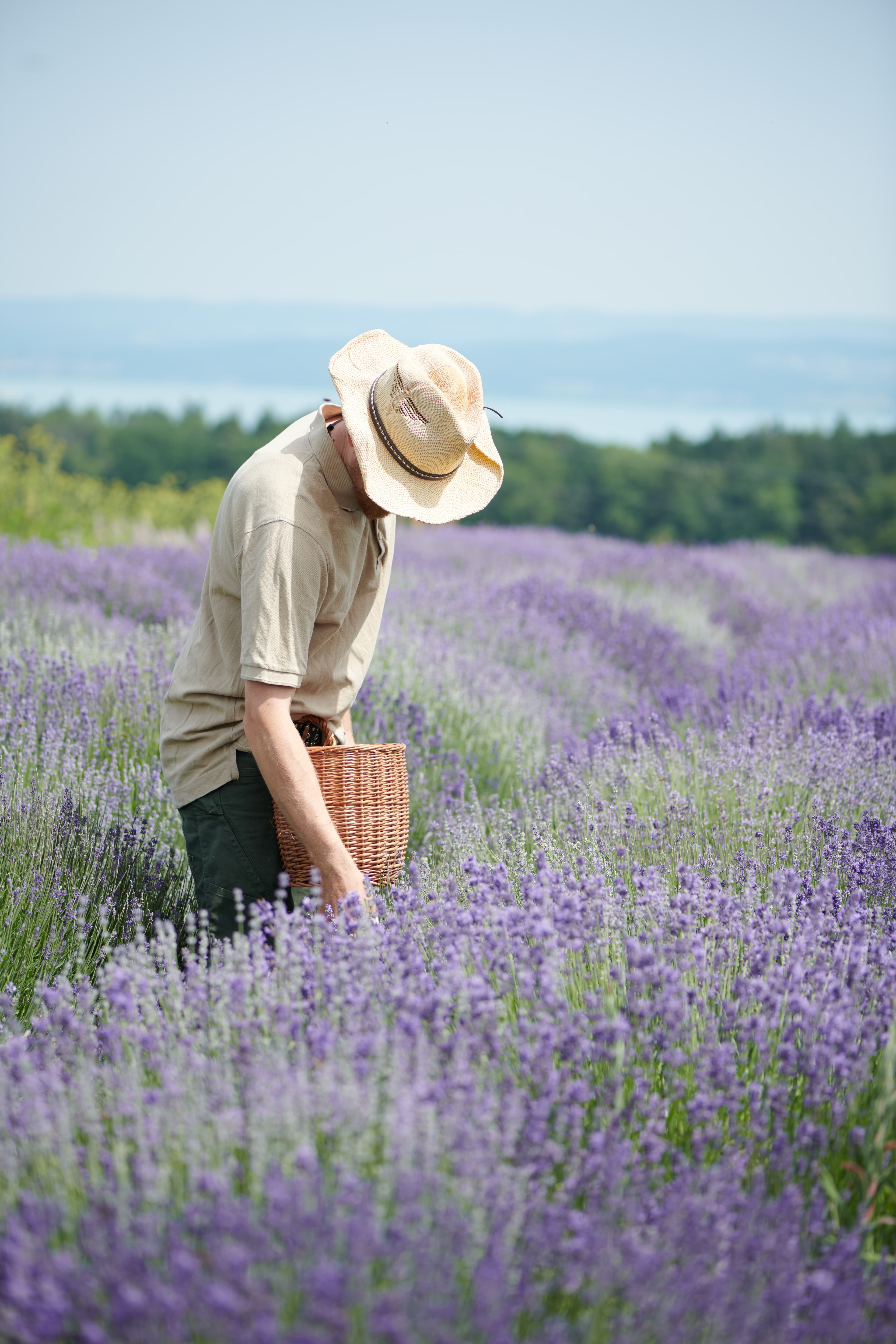 Lavendel Ernte Ekkharthof