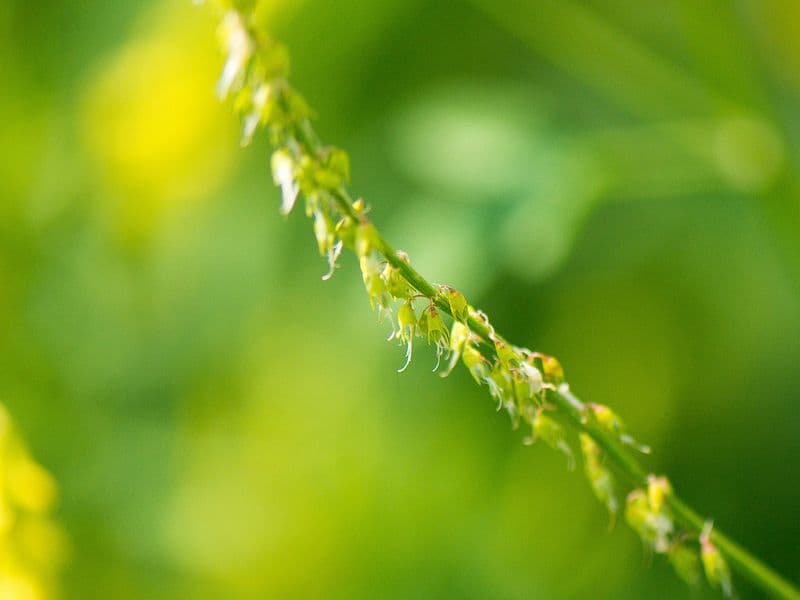 Melilotus Gallery 03