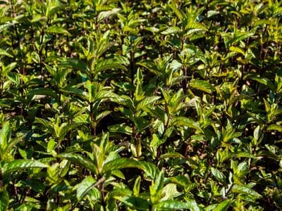 Pfefferminze