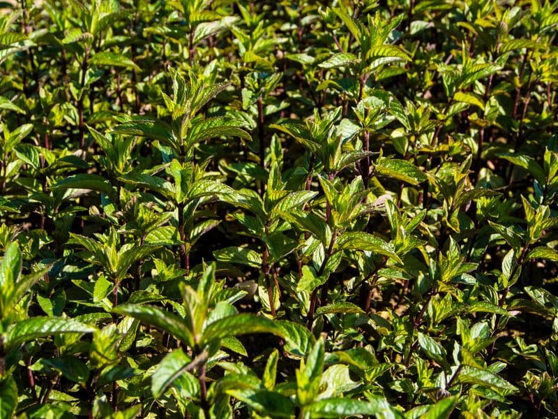 Mentha Hero