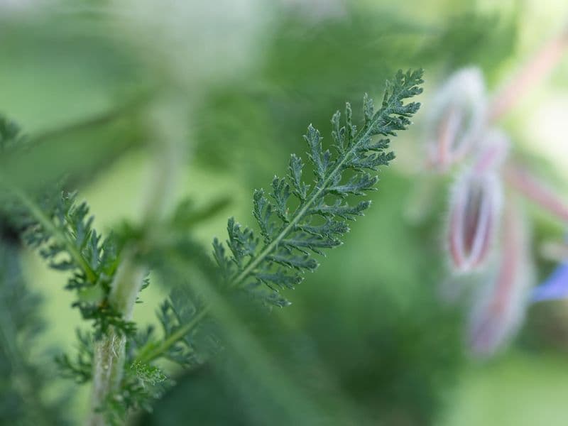 Millefolium Gallery 03