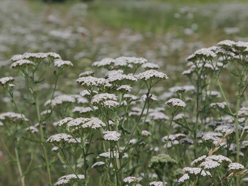 Millefolium Gallery 07