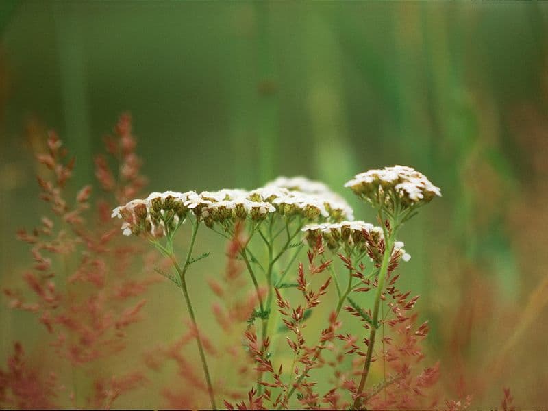 Weiße Schafgarbenblüten auf grünen Stielen wachsen zwischen verschwommenen roten und grünen Gräsern in einer natürlichen Umgebung.