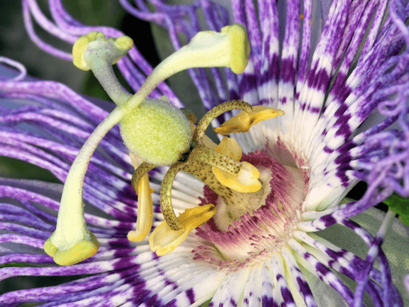 Zur Ruhe kommen — was Patientinnen und Patienten beim Einsatz von Passiflora incarnata erleben