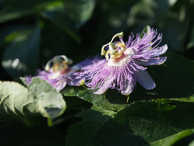 Passiflora Gallery 06