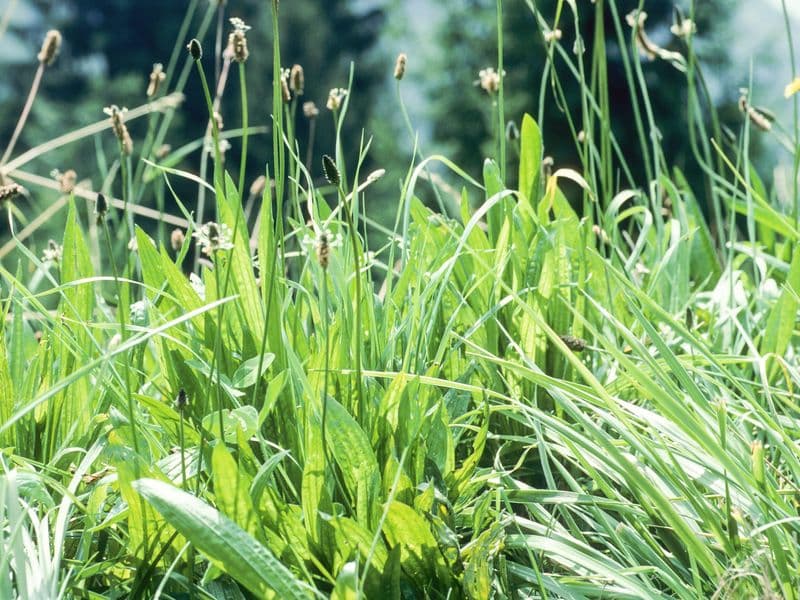 Plantago Gallery 04