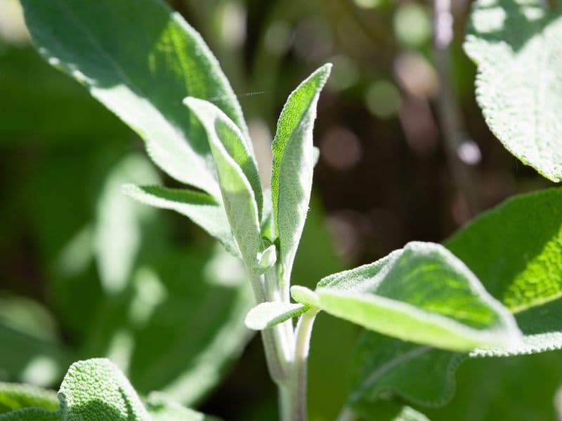 Salvia Gallery 02
