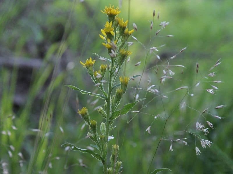 Solidago Gallery 02
