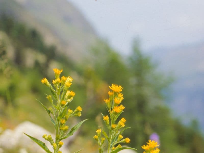 Solidago Gallery 04