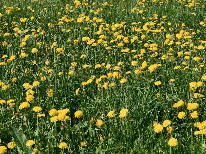 Taraxacum Gallery 01