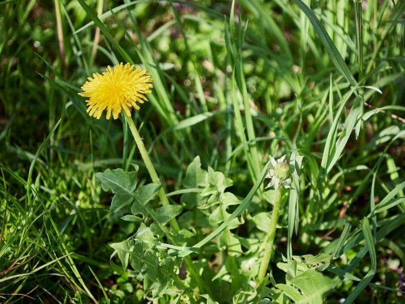 Taraxacum Gallery 03