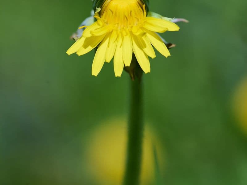 Taraxacum Gallery 04
