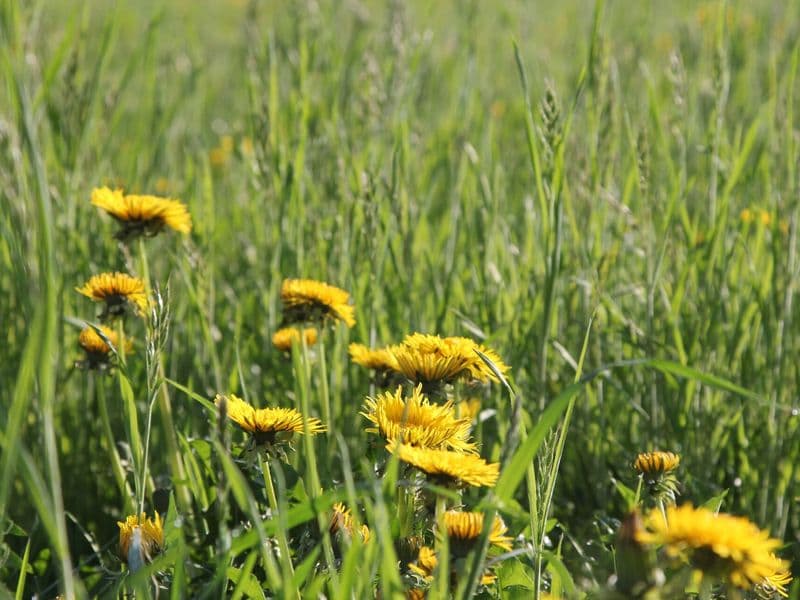 Taraxacum Gallery 05