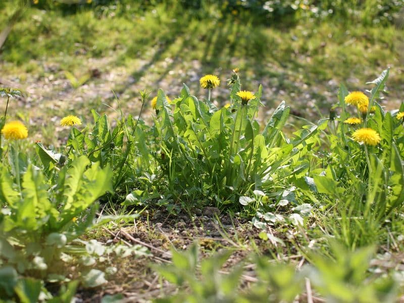 Taraxacum Hero