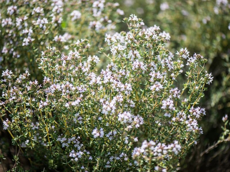 Thymus Gallery 01