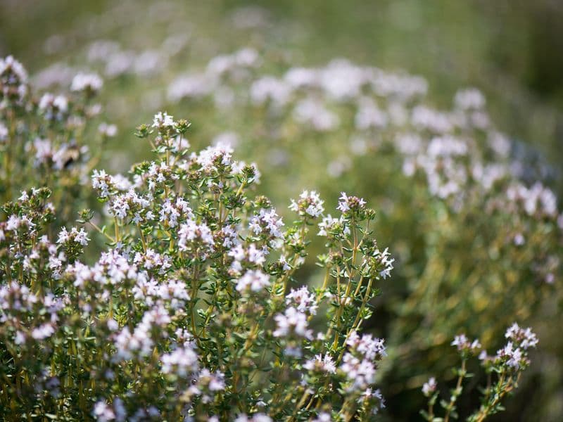 Thymus Gallery 02