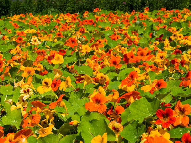 Tropaeolum Gallery 01