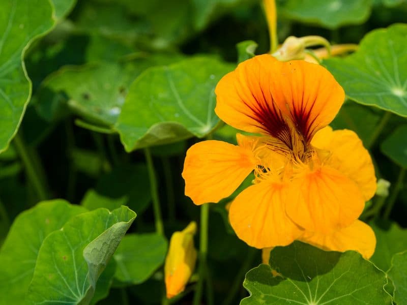 Tropaeolum Gallery 02