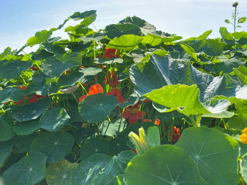 Tropaeolum Gallery 03