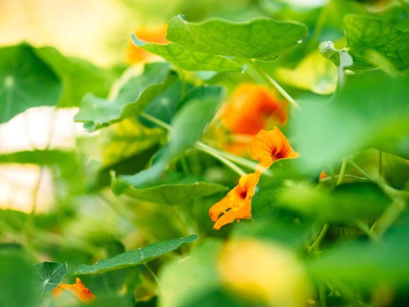 Tropaeolum Gallery 04