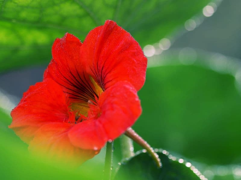 Tropaeolum Gallery 06