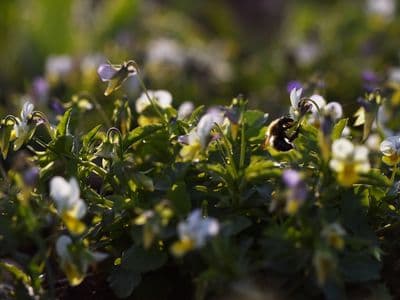 Viola Ernte Walis Smaustphoto 017