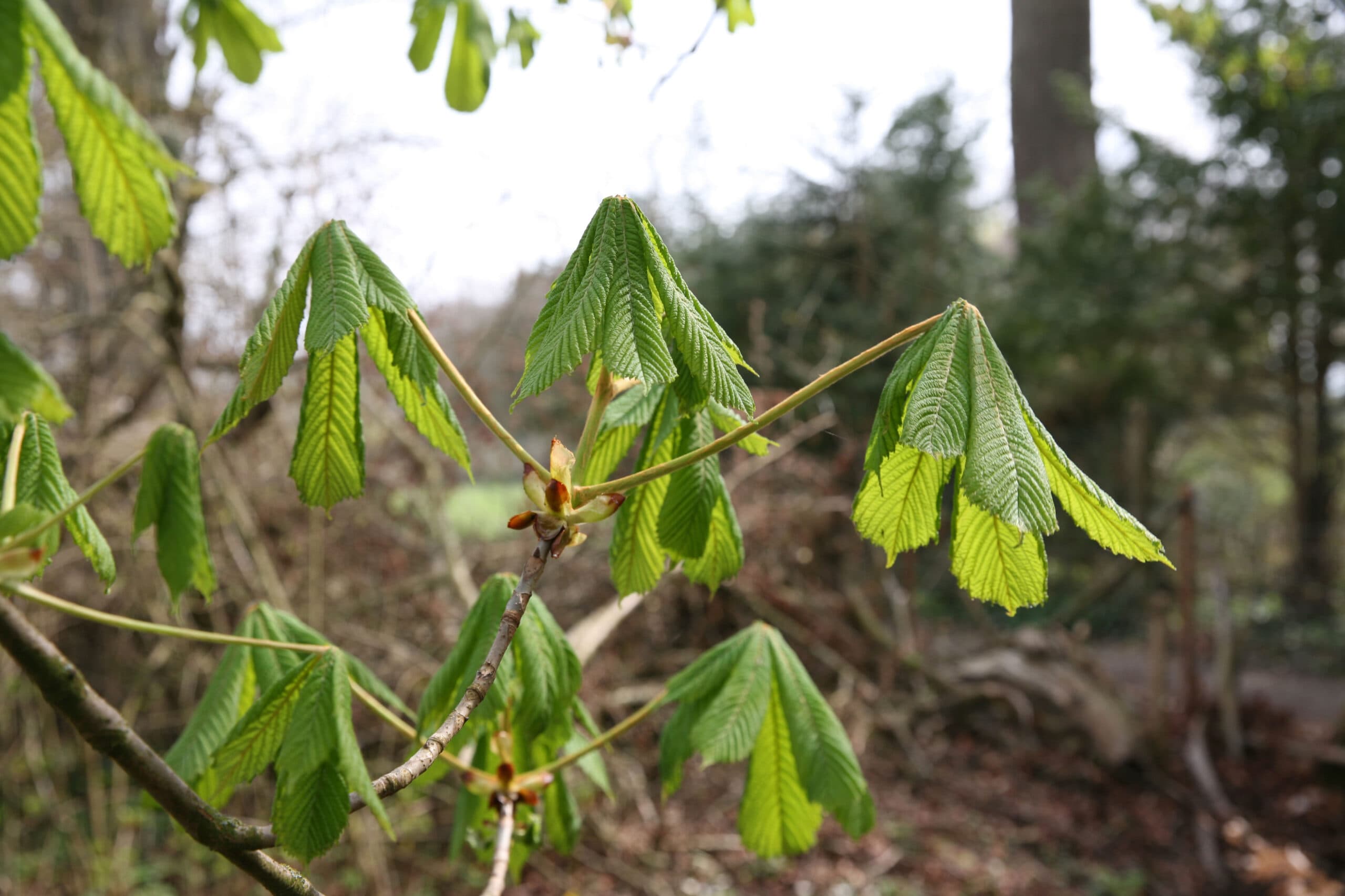 Aesculus Urtinktur 4