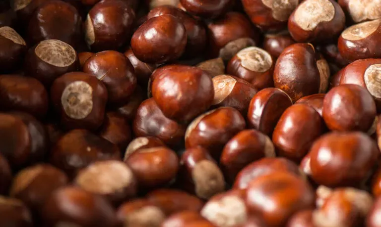Aesculus Urtinktur