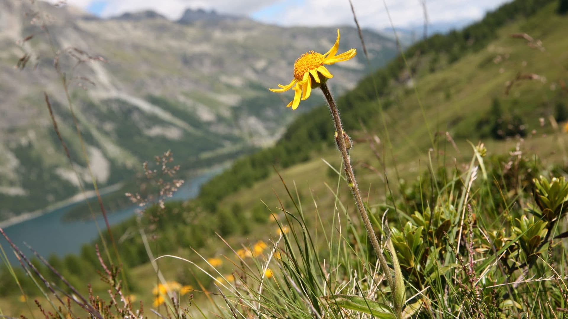 Arnica Hero