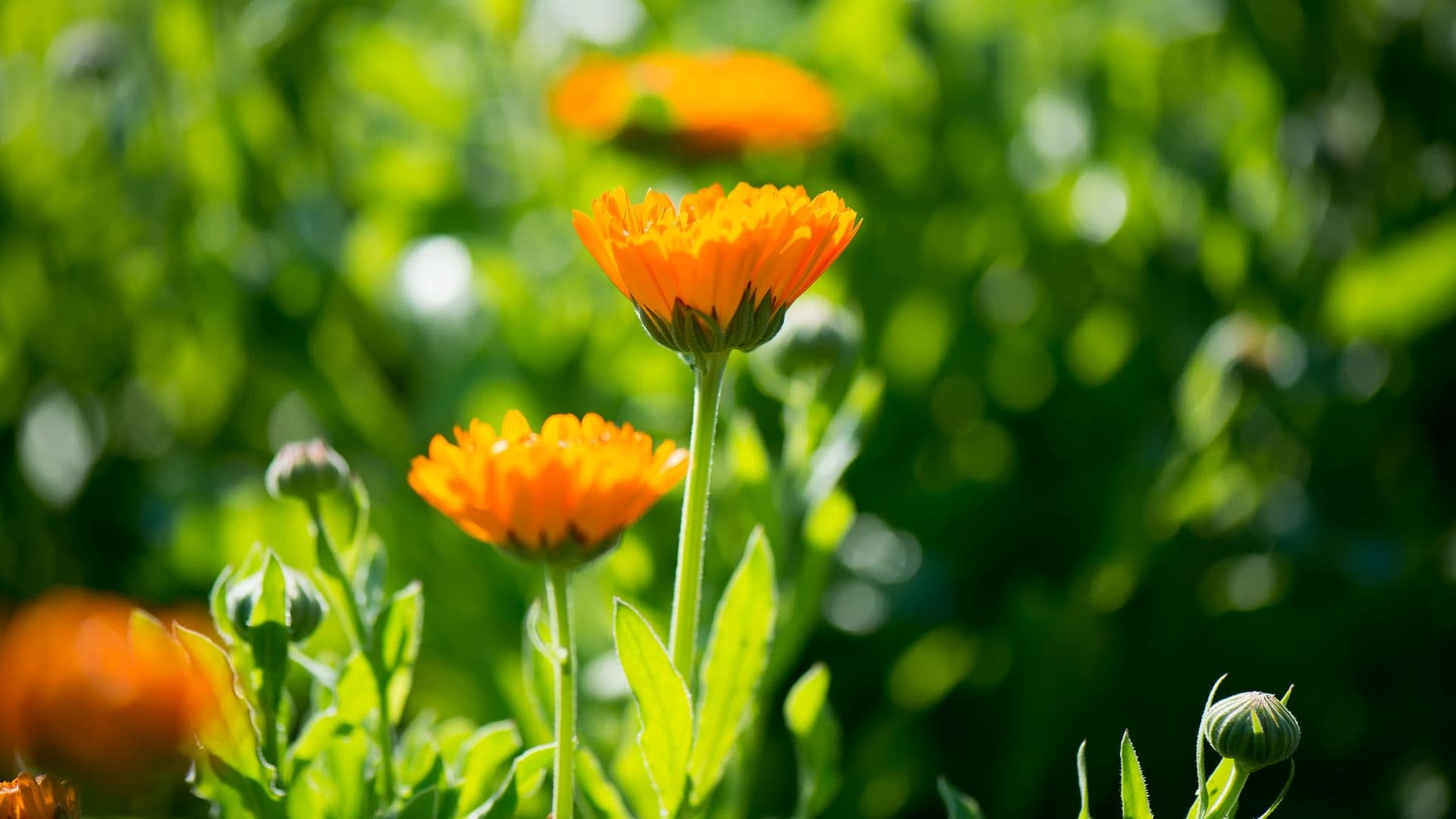Calendula Hero