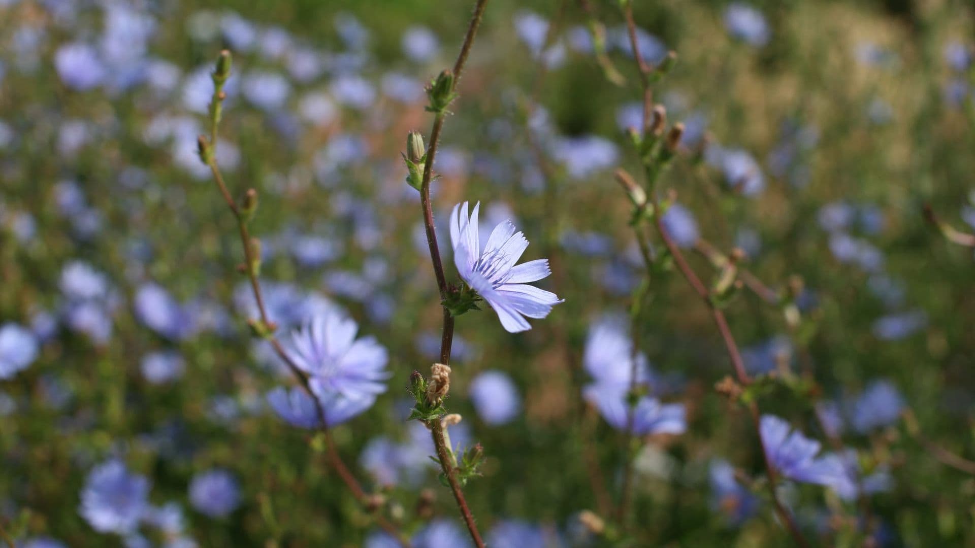 Cichorium Hero