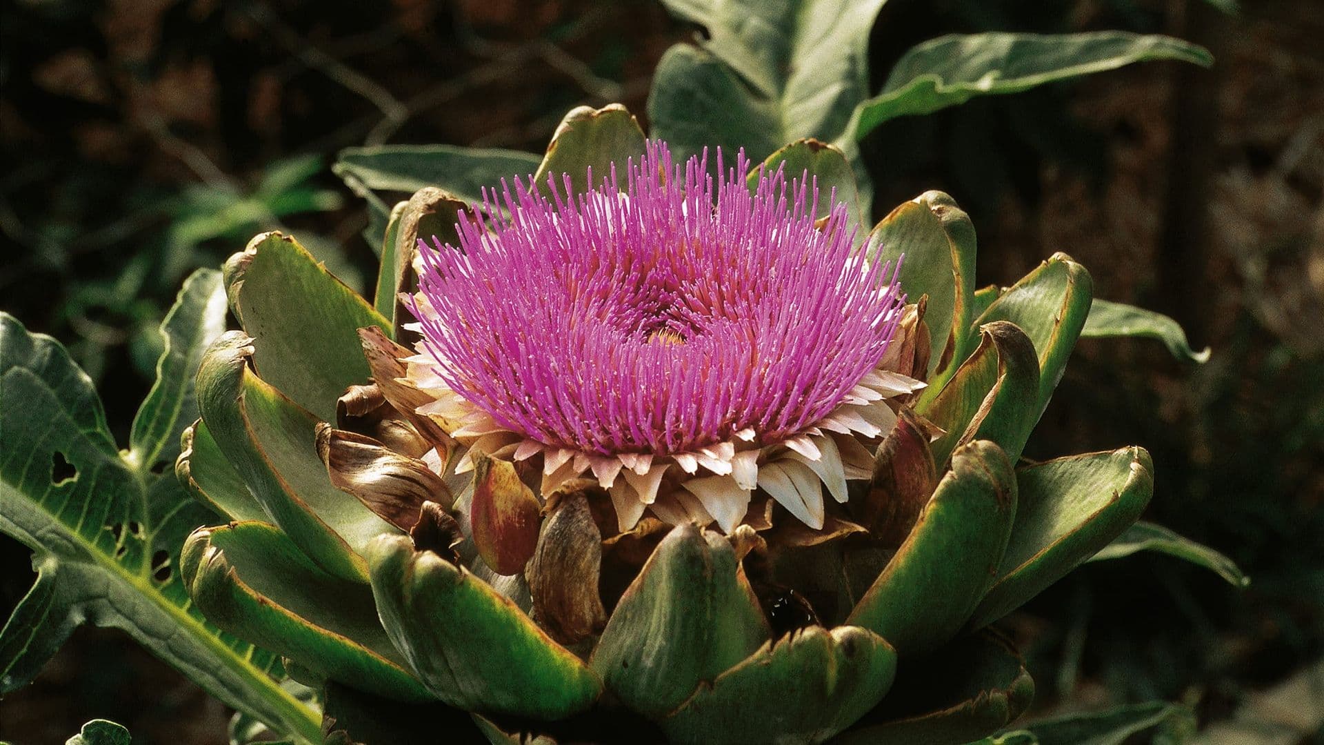 Cynara Hero