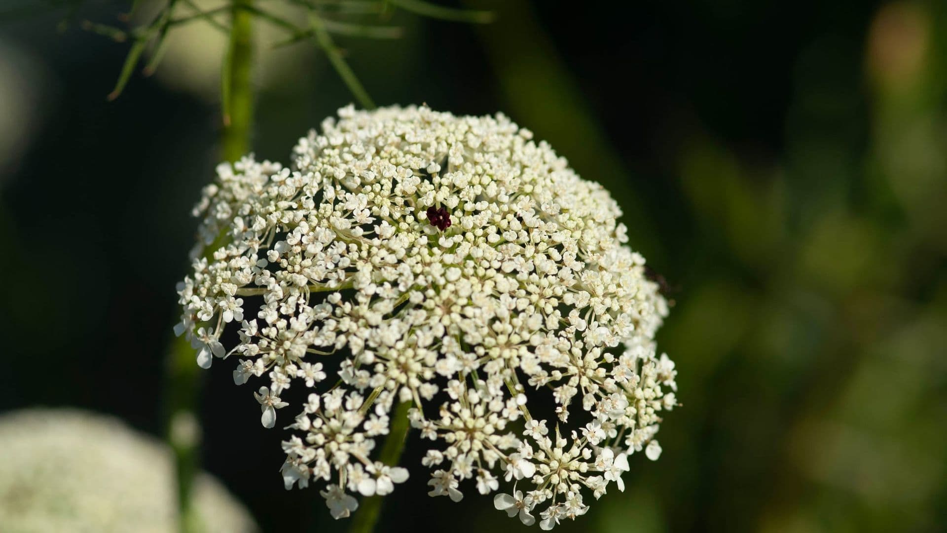 Daucus Hero
