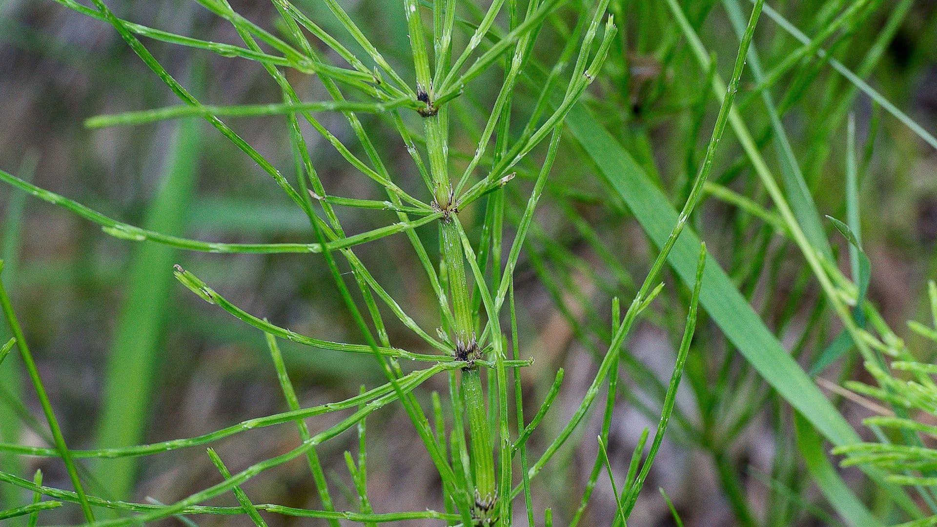 Equisetum Hero