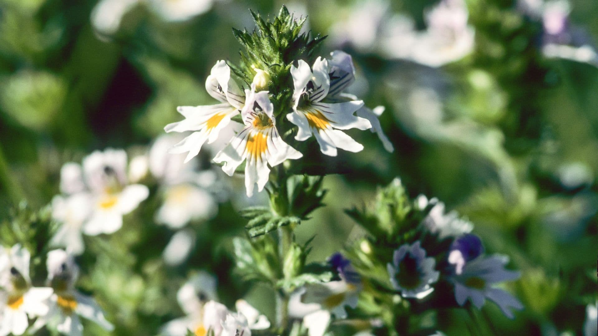 Euphrasia Hero
