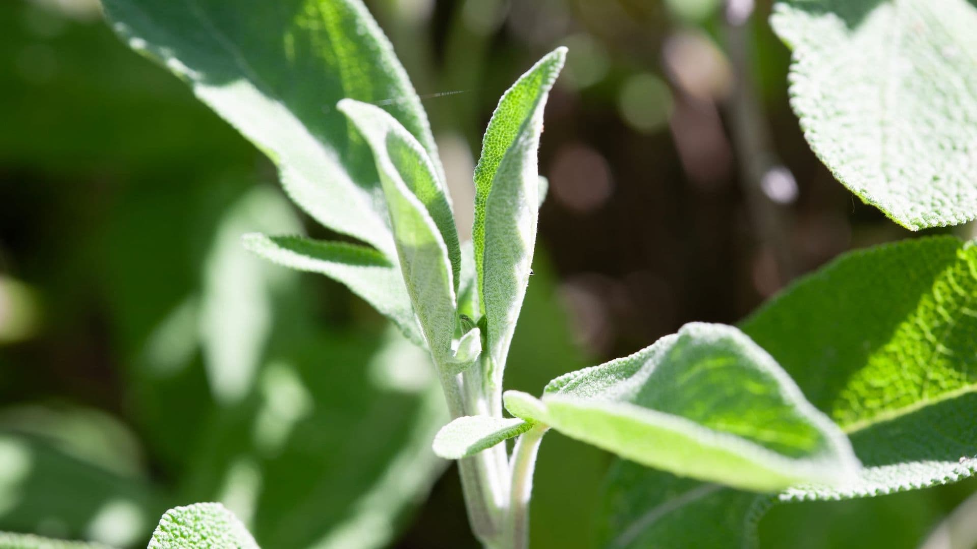 Salvia officinalis — Arzneipflanze des Jahres 2023