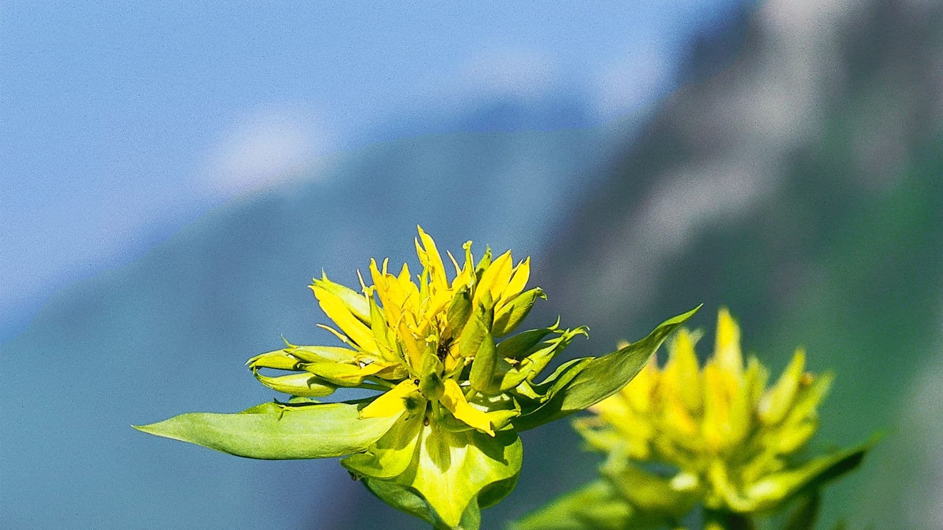 Gelbe Blüte des Gelben Enzians vor unscharfem Hintergrund mit Berglandschaft.