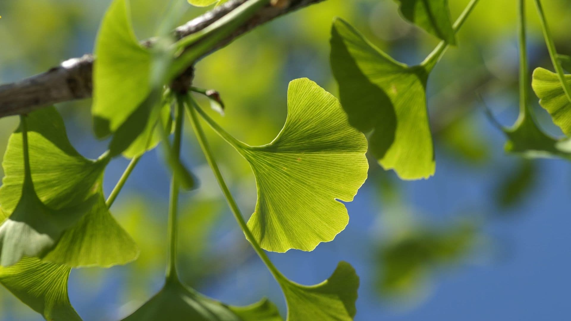 Ginkgo Hero