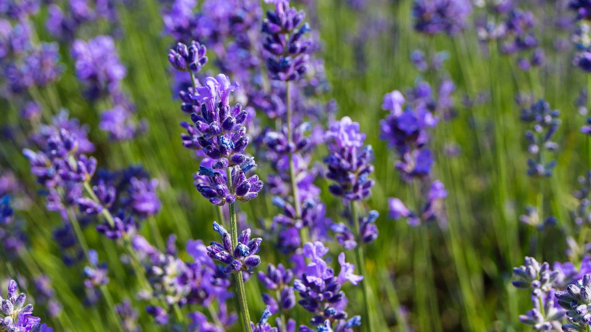 Lavandula Hero