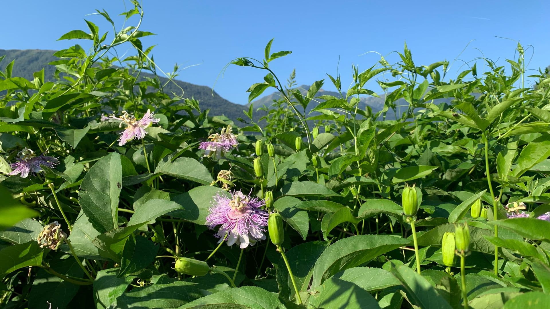 Terres natales, plante exotique – un rapport de récolte