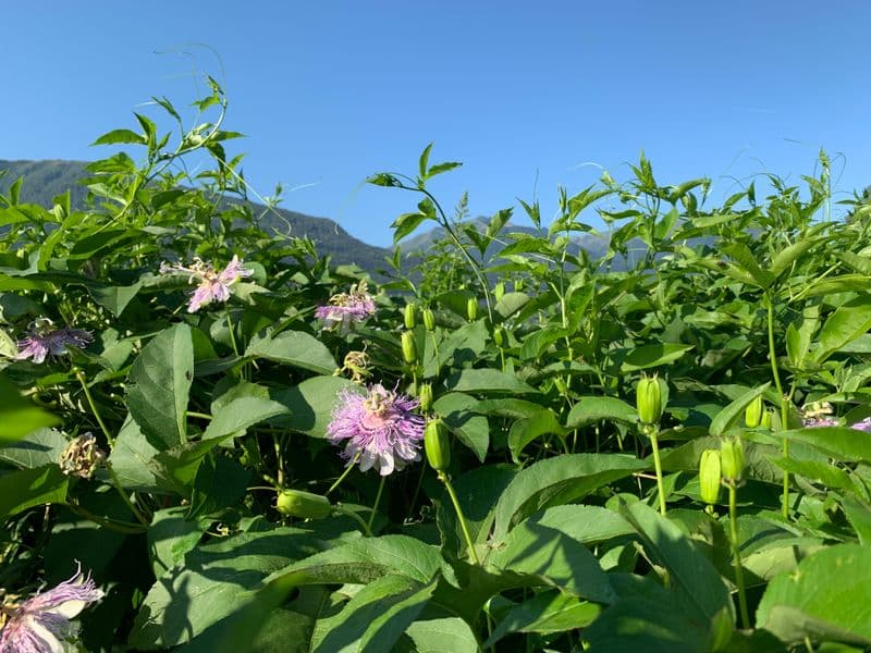 Native Landscapes, Exotic Plant – a Harvest Report