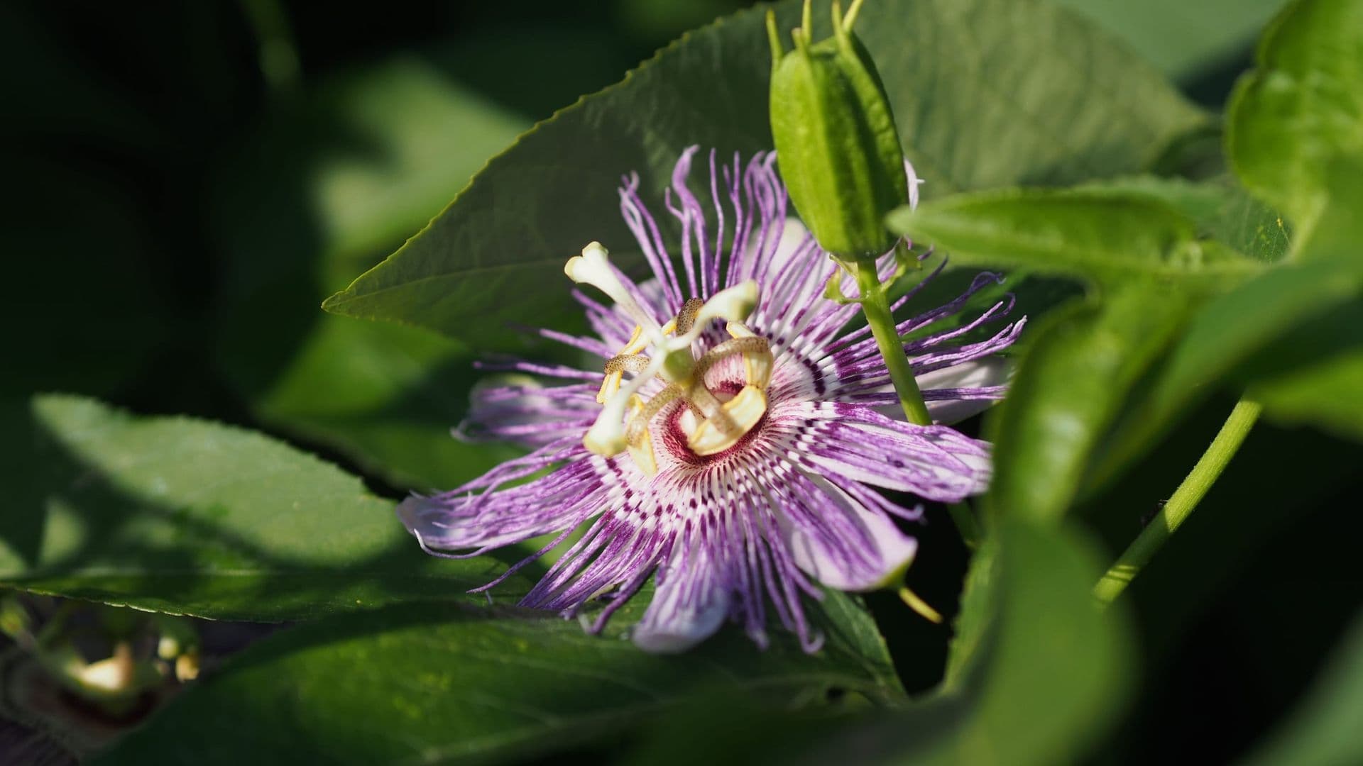 Passiflora Hero
